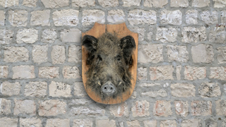 Don't Pierce The Shitbag: Adventures in Taxidermy